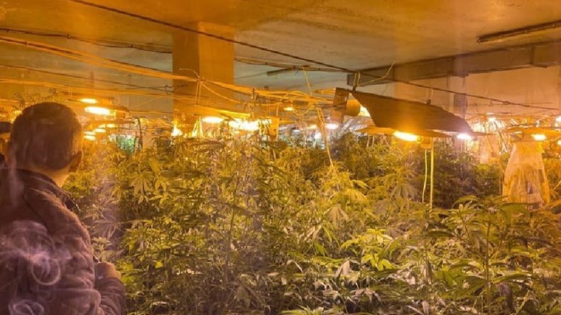 Kullanılmayan iş yerinde 500 kök Hint keneviri ele geçirildi