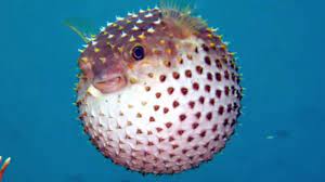 Kocaeli’ye korkutan uyarı: Zehirli canlı istilası, tarih verildi