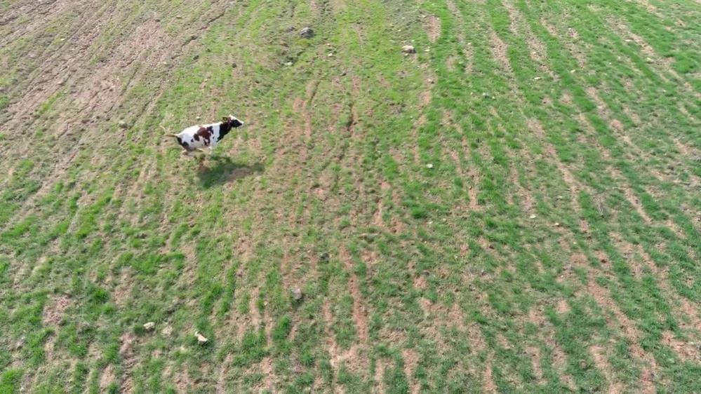 Arazisine giren ineği dronla böyle kovaladı
