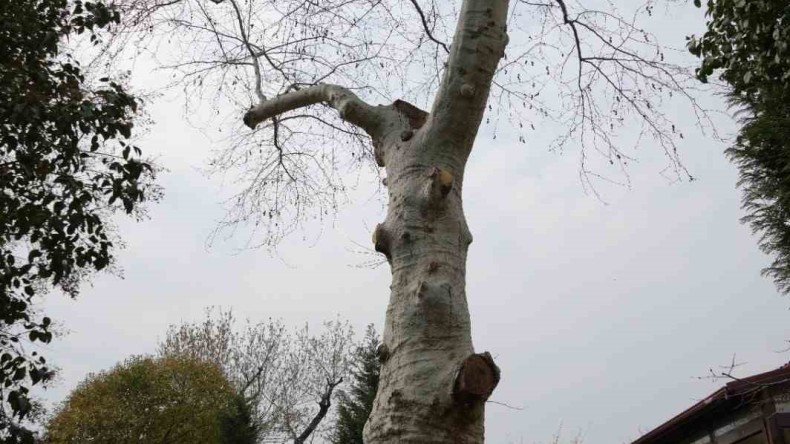 Sultan Abdülhamid de ziyaret etmiş; Asırlık çınarın altında 150 yıldır kahve içiliyor