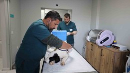 Bir yılda binlerce sokak hayvanını tedavi ettiler, işte Proteo yaşam merkezi