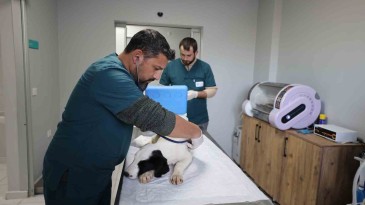 Bir yılda binlerce sokak hayvanını tedavi ettiler, işte Proteo yaşam merkezi