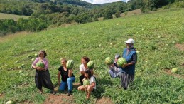 Üreticilere karpuz tohumu desteği; son başvuru tarihi verildi