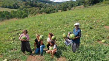 Üreticilere karpuz tohumu desteği; son başvuru tarihi verildi