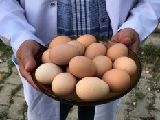Büyükşehir’den bir destek daha;  % 50 hibeli yumurta tavuğu desteği