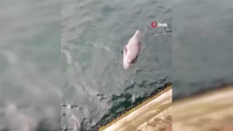 Ölü yunuslar kıyıya vuruyor, sebebi şok etti