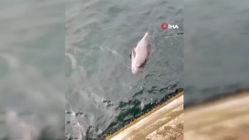 Ölü yunuslar kıyıya vuruyor, sebebi şok etti