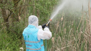 İzmit Belediyesi halk sağlığı için ilaçlama çalışmalarını sürdürüyor 