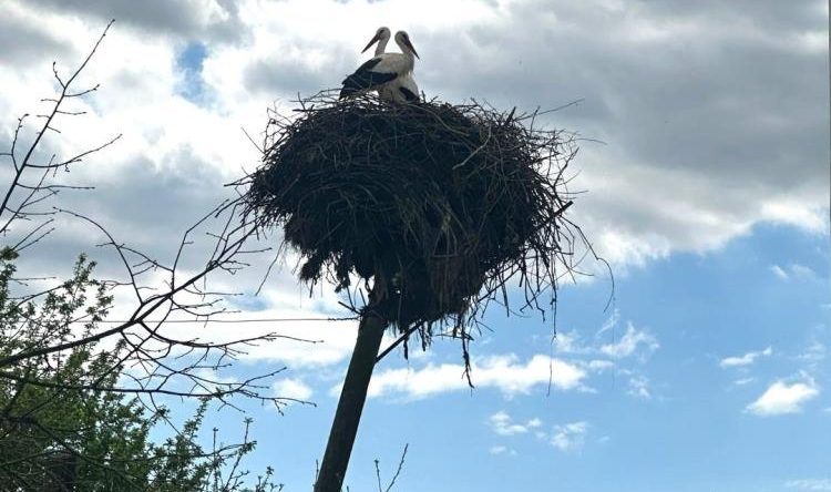 Leyleklerin yuvası yıkılmaktan kurtarıldı