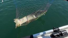 Dev balığı yakalayınca deliye döndüler: “Kocaman, bu canavar”