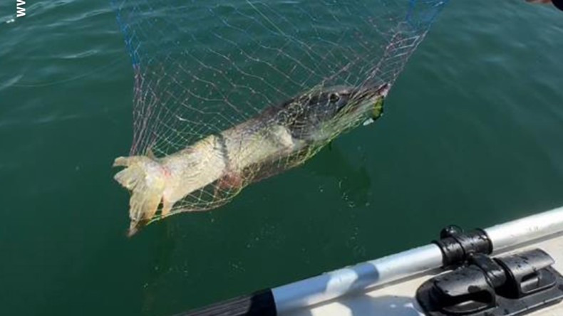 Dev balığı yakalayınca deliye döndüler: “Kocaman, bu canavar”