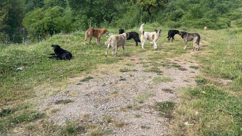 Sokak köpeklerini bilerek getirip salıyorlar; Mahalleli isyan etti