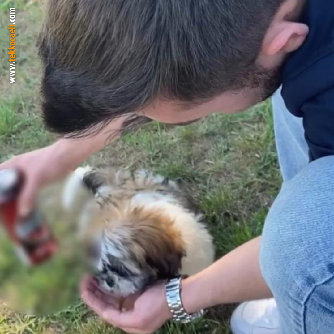 Köpeğe alkol içirdi, sosyal medya hesabından paylaştı