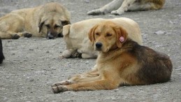 “Valiliğin sokak hayvanları ile ilgili açıklaması farklı noktalara çekildi”