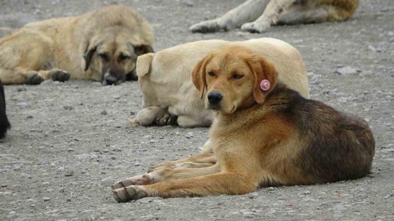 “Valiliğin sokak hayvanları ile ilgili açıklaması farklı noktalara çekildi”