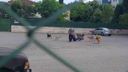Yahya Kaptan’da 10 köpek vatandaşa saldırdı