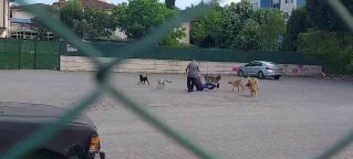 Yahya Kaptan’da 10 köpek vatandaşa saldırdı