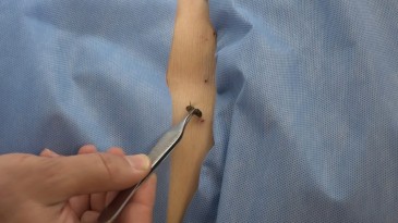 5 bin yıllık tedavi: Bu arılar şifa dağıtıyor