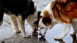 Kocaeli Valiliği’nden duyuru: Sokak hayvanları ile ilgili alınacak tedbirler