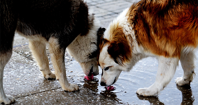 Kocaeli Valiliği’nden duyuru: Sokak hayvanları ile ilgili alınacak tedbirler