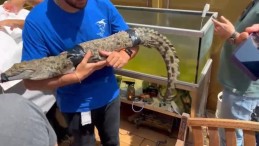 Timsaha kazak giydirdi, sokakta gezdirdi