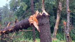 Sağanak ve rüzgar Kocaeli’de etkili oldu, ağaçlar devrildi