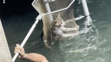 İskelenin altında mahsur kalan kedi için itfaiye seferber oldu