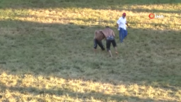 663. Tarihi Kırkpınar Yağlı Güreşlerinde başpehlivan belli oldu