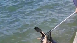 Gölcük’te denize düşen yaralı leylek kurtarıldı