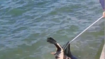 Gölcük’te denize düşen yaralı leylek kurtarıldı