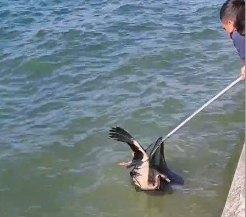 Gölcük’te denize düşen yaralı leylek kurtarıldı