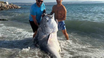 Marmara’da 320 KG. ağırlığında nadir görülen balık yakaladılar