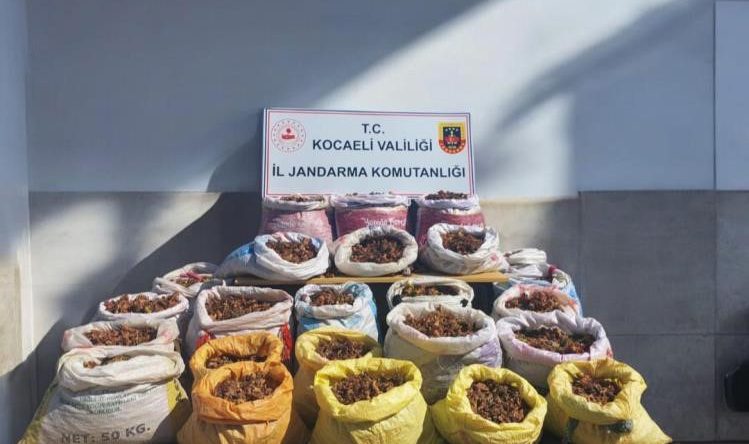 Kandıra’da fındık hırsızlığı: Kıskıvrak yakalandılar