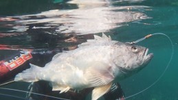 Dalgıçlar kaydetti, istilacı tür İzmit Körfezi’nde görüldü