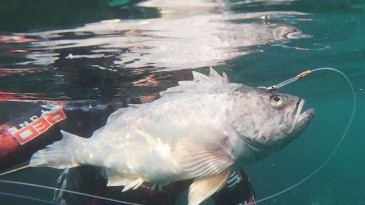 Dalgıçlar kaydetti, istilacı tür İzmit Körfezi’nde görüldü