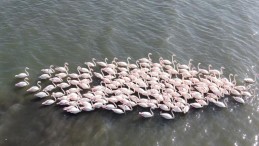 Yüzlerce flamingo İzmit Körfezi’nde görsel şölen yaptı