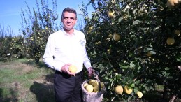 Eşme Ayva Festivali başlıyor