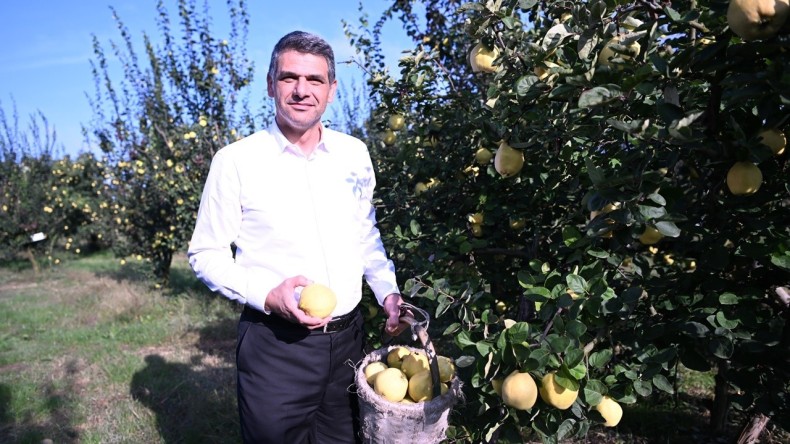 Eşme Ayva Festivali başlıyor