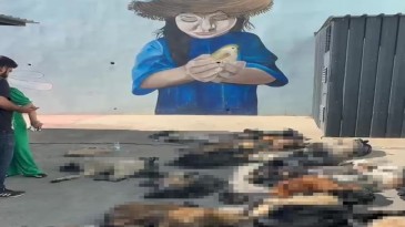 Ölü sokak hayvanları: Büyük tepki sonrası şok açıklama