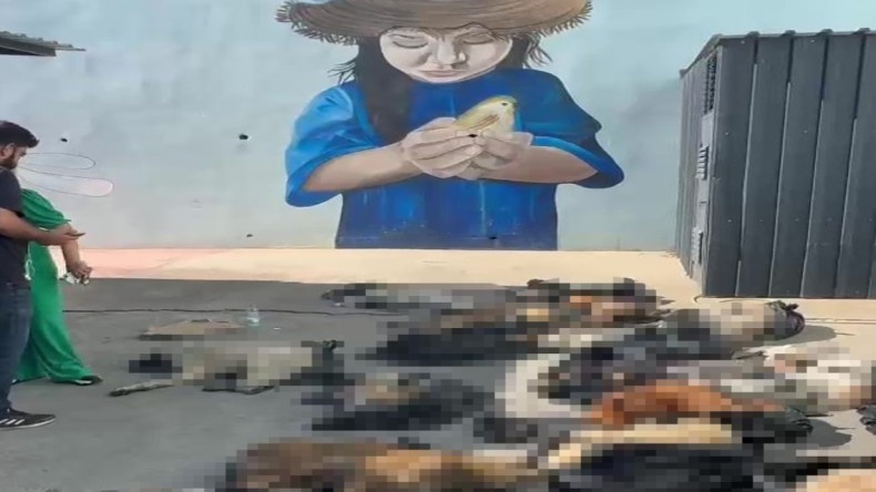 Ölü sokak hayvanları: Büyük tepki sonrası şok açıklama