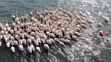 Onlar İzmit Körfezi’nde mutlular