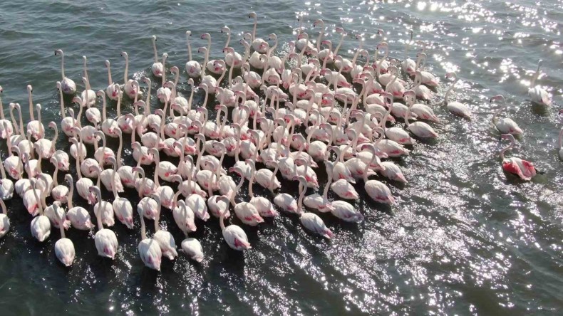 Onlar İzmit Körfezi’nde mutlular