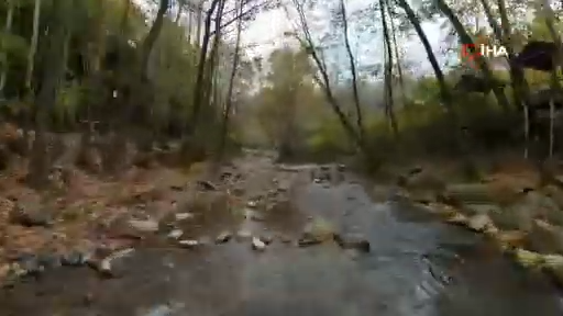 Sonbahar geldi, ormanlar tabloya döndü