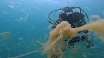 Marmara Denizi’ne İBB tarafından deşarj edilen kanalizasyon görüntülendi