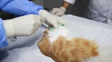 Sokak kedilerine şefkat eli