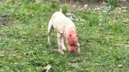 Başıboş pitbull dehşet saçtı