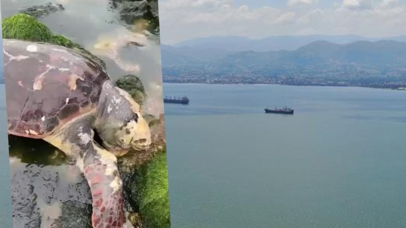 Akdeniz’in ziyaretçisi bu kez İzmit Körfezi’nde