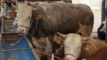 Vatandaşları uyardı: Kurbanlık alımında bunlara dikkat!
