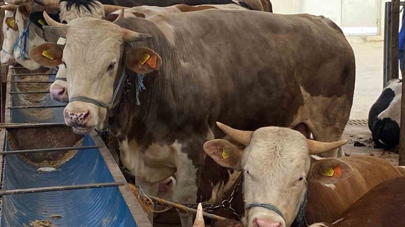 Vatandaşları uyardı: Kurbanlık alımında bunlara dikkat!