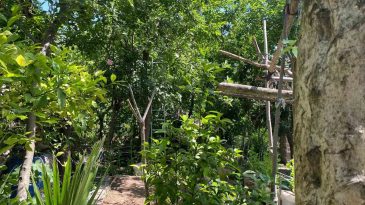 Kiraz toplamak için çıktığı ağaçtan düşen yaşlı adam hayatını kaybetti